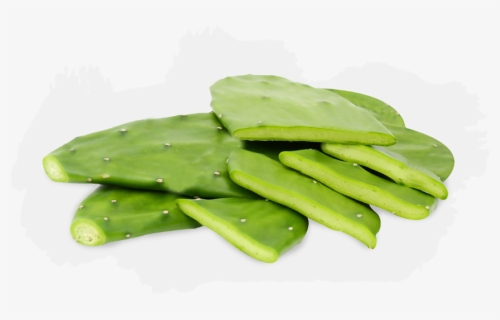 Nopales Are Thick, Oval, Flat, Modified Stems Of The - Nopal, HD Png Download, Free Download