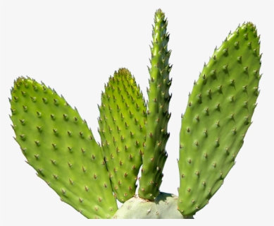Castus Png Free Image Download - Transparent Cactus Png, Png Download, Free Download