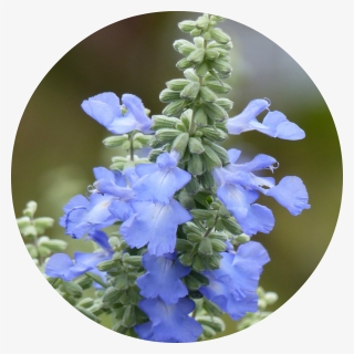 Monkshood Drawing Blue Png Black And White Stock - Salvia Stenophylla, Transparent Png, Free Download