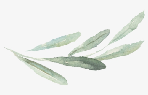 Watercolor Branch Png - Watercolor Olive Branch Png, Transparent Png, Free Download