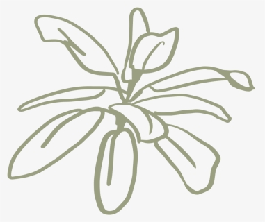 Kristin Cronic Foliage 3 Sage - Drawing, HD Png Download, Free Download