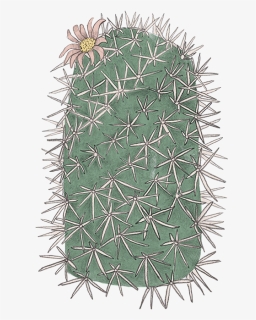 Cacti Png, Transparent Png, Free Download