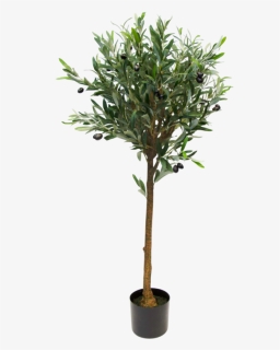 Olive Topiary Tree, HD Png Download, Free Download