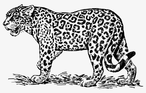 Leopard, Wildcat, Maneater, Animal, Biology, Mammal - Jaguar Clipart Black And White, HD Png Download, Free Download