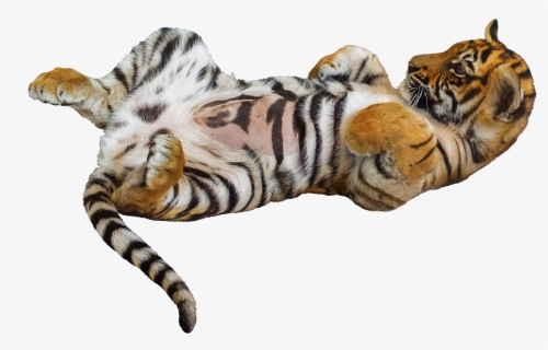 Tiger Pup On It"s Back - Siberian Tiger, HD Png Download, Free Download