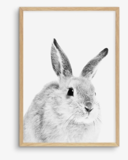Hares Drawing Baby - Snowshoe Hare, HD Png Download, Free Download