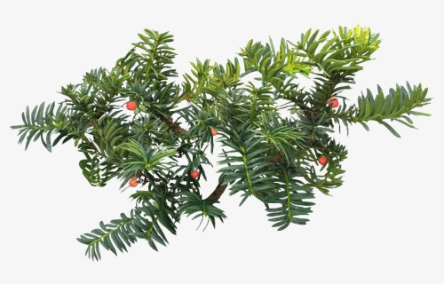 Evergreen Branch Png - Western Yew, Transparent Png, Free Download