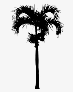 Asian Palmyra Palm Babassu Date Palm Palm Trees Silhouette - Palm Trees, HD Png Download, Free Download