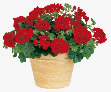 Flowerpot, Hd Png Download - Pelargonium Peltatum Boneta, Transparent Png, Free Download