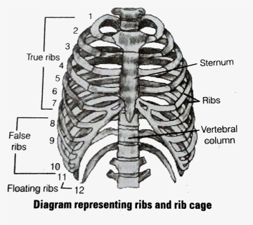 Ribs Front, Rib Cage, Ribs, Rib, Skeleton, Human - Rib Cage Drawing, HD ...