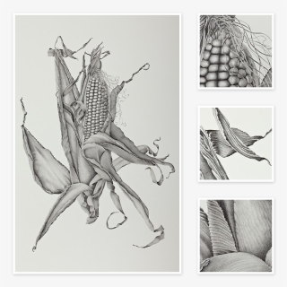 Sketch Of Corn Art, HD Png Download, Free Download
