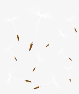 Dandelions Png , Png Download, Transparent Png, Free Download