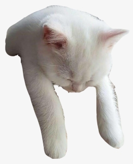 #cat #sleeping #sleepingcat #cute #white #whitecat - Domestic Short-haired Cat, HD Png Download, Free Download