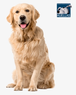 Transparent Huellas Png - Golden Labrador Retriever Dogs, Png Download, Free Download