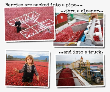 Transparent Cranberries Png - Collage, Png Download, Free Download