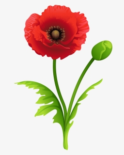 Red Poppy Clipart Image - Transparent Poppy Clipart, HD Png Download, Free Download
