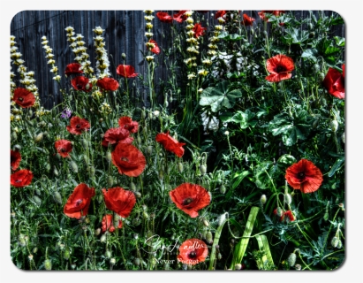 Corn Poppy, HD Png Download, Free Download