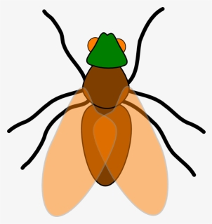 Bugs Flying Cliparts - Fly Insect Clipart, HD Png Download, Free Download