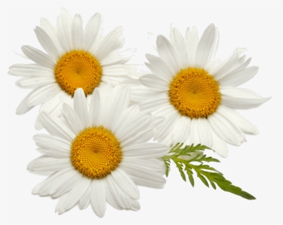 Find Out More - Fleurs De Camomille, HD Png Download, Free Download