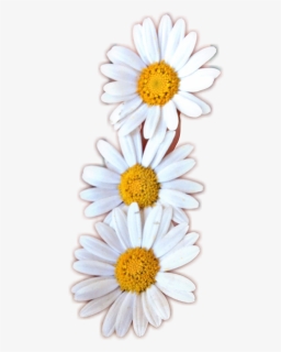 Oxeye Daisy, HD Png Download, Free Download