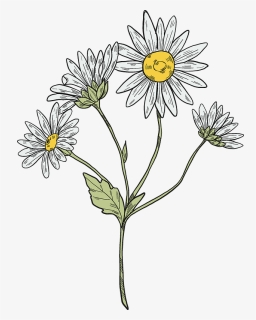 Daisy Plant Clipart - Oxeye Daisy, HD Png Download, Free Download