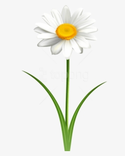 Free Png Download Daisy Flower Transparent Png Images - Daisy Clipart, Png Download, Free Download