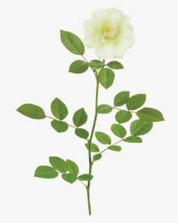 Pop Drift Branch - Rose Flower Png Form, Transparent Png, Free Download