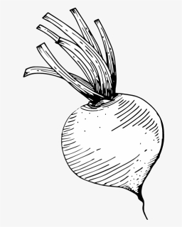 Central Coast Nutritionist Turnip - Line Art, HD Png Download, Free Download