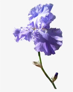 Iris Flower Dark Mauve - Purple Iris Flower Png, Transparent Png, Free Download