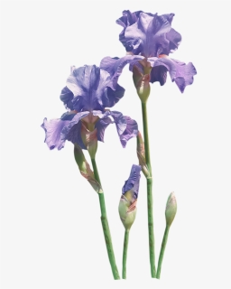 Flower Common Poppy Iris Transprent Png Free - Irises, Transparent Png, Free Download