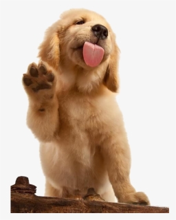 Golden Puppy Labrador Brown Dog Cat Flat-coated Clipart - Golden Retriever Png, Transparent Png, Free Download