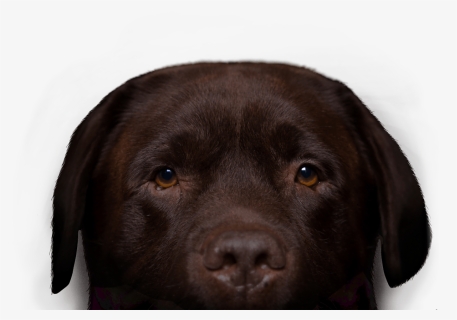 Labrador Retriever , Png Download - Transparent Chocolate Labrador Png, Png Download, Free Download