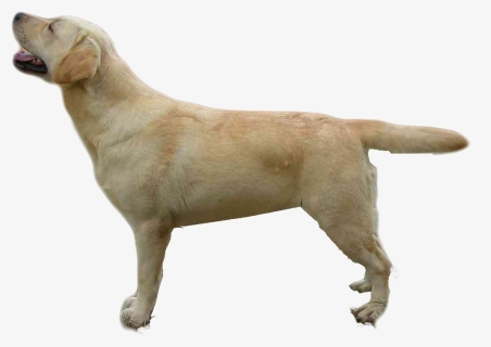Dog Yawns, HD Png Download, Free Download