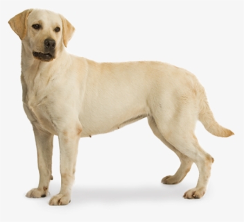 Labrador Png, Transparent Png, Free Download
