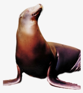 Hungry Shark Fanon Wiki - California Sea Lion, HD Png Download, Free Download