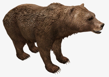 Eurasian Brown Bear - Grizzly Bear, HD Png Download, Free Download