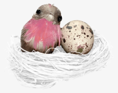 #bird #nest #egg #freetoedit - Bird Nest, HD Png Download, Free Download