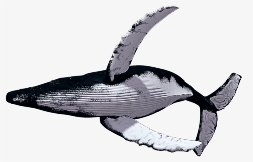 Humpback Whales Png, Transparent Png, Free Download