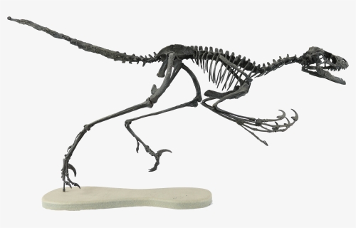 Transparent Dinosaur Bones Png - Bambiraptor Skeleton, Png Download, Free Download