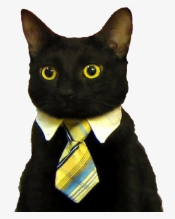 Good Morning Funny Cat , Png Download - Business Cat Meme Blank, Transparent Png, Free Download