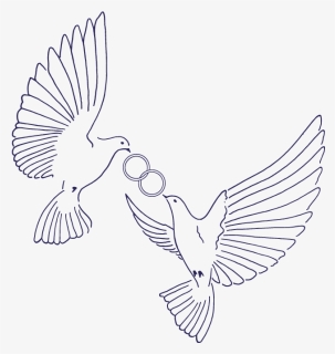 Birds - Pigeons And Doves, HD Png Download, Free Download