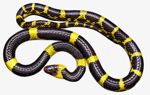 Black Snake Transparent Png - Black And Yellow Snake Png, Png Download, Free Download