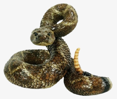 Image - Rattlesnake Statue, HD Png Download, Free Download