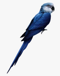 Spix Macaw Transparent Background, HD Png Download, Free Download