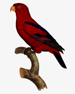 Macaw,parrot,beak - Parrots, HD Png Download, Free Download