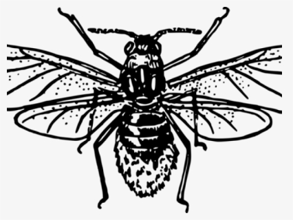 Aphid Clipart, HD Png Download, Free Download