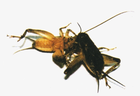 Bee, HD Png Download, Free Download