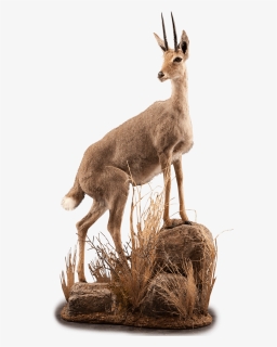 Vaal Rheebok On Rocks Taxidermy - Roe Deer, HD Png Download, Free Download