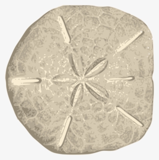 Sand Dollar, HD Png Download, Free Download