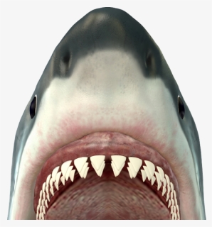 Revise & Edit - Shark Jaws, HD Png Download, Free Download